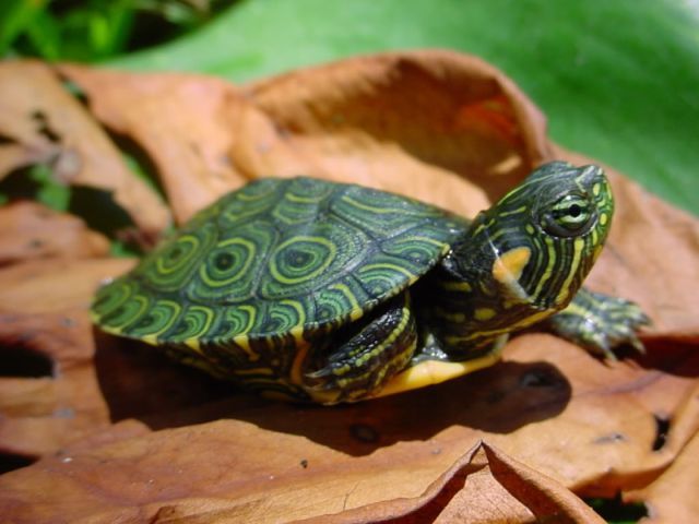 Породы черепах в Краснооктябрьскиме | ЗооТом портал о животных