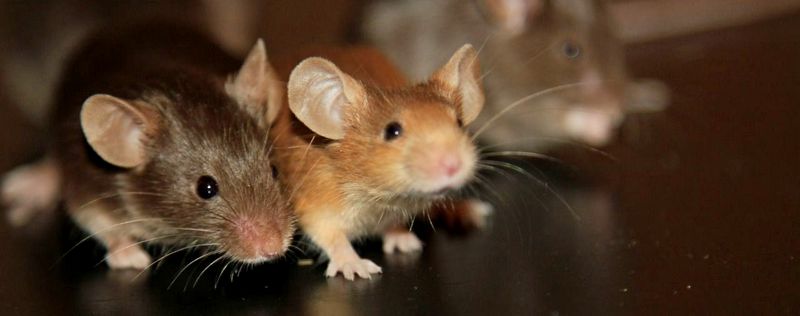 Все о мышах в Краснооктябрьскиме | ЗооТом - продажа, вязка и услуги для животных в Краснооктябрьскиме