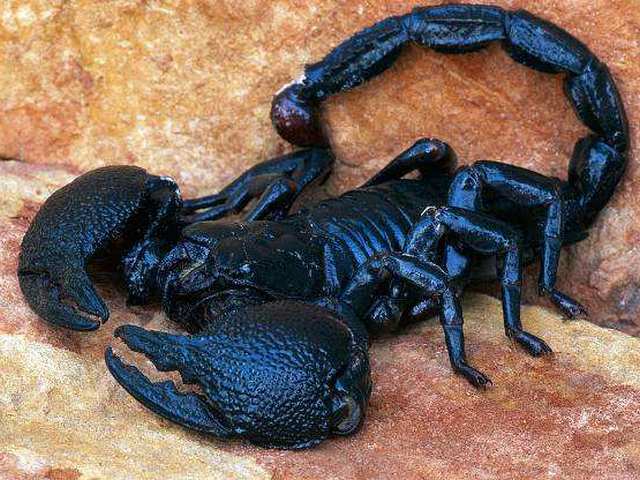 Все о скорпионах в Краснооктябрьскиме | ЗооТом портал о животных
