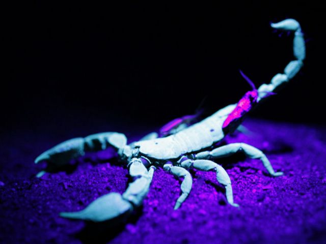 Все о скорпионах в Краснооктябрьскиме | ЗооТом портал о животных