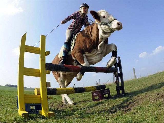 Статьи о коровах в Краснооктябрьскиме | ЗооТом портал о животных