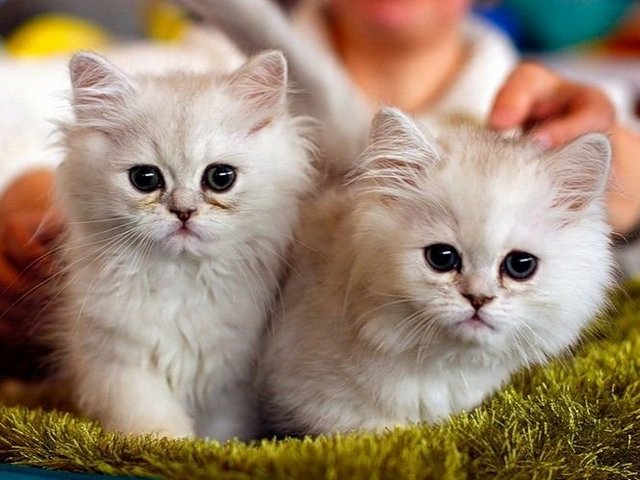 Породы кошек в Краснооктябрьскиме | ЗооТом портал о животных