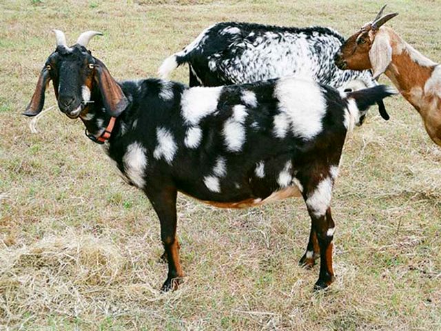 Породы коз в Краснооктябрьскиме | ЗооТом портал о животных