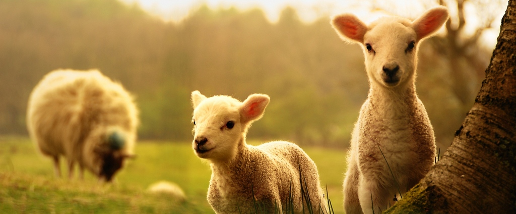 Объявления о сельскохозяйственных животных | ЗооТом - продажа, вязка и услуги для животных в Краснооктябрьскиме