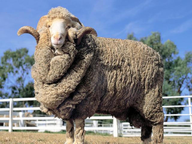 Породы овец в Краснооктябрьскиме | ЗооТом портал о животных