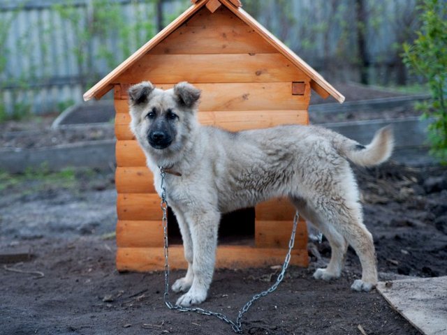 Все о собаках в Краснооктябрьскиме