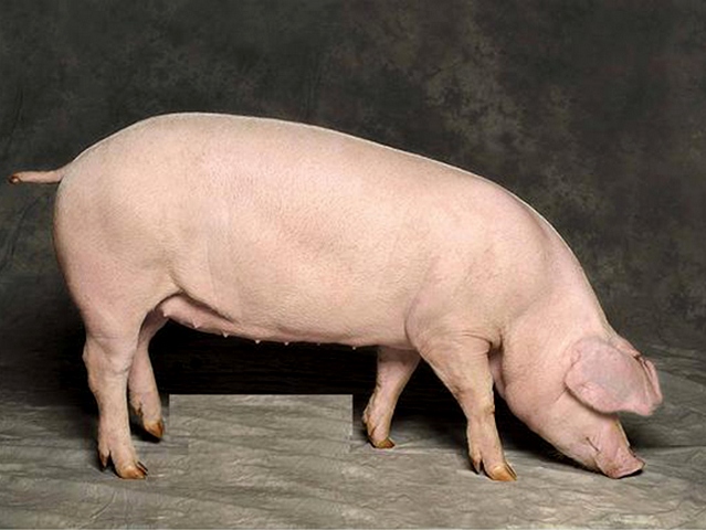 Породы свиней в Краснооктябрьскиме | ЗооТом портал о животных